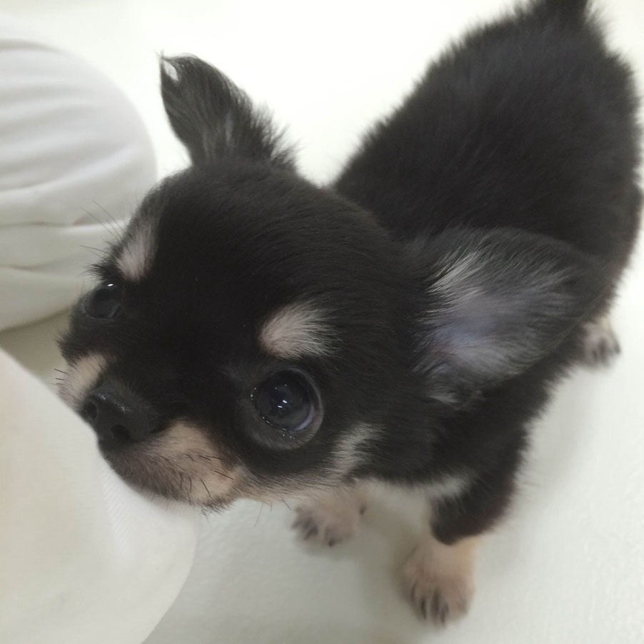 あきた動物病院のわんちゃん チョコラ